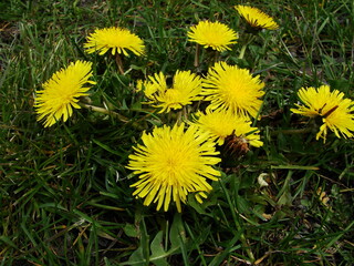 Kwiaty w ogrodzie i na łące © tomo81