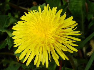 Kwiaty w ogrodzie i na łące © tomo81