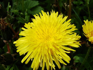 Kwiaty w ogrodzie i na łące © tomo81