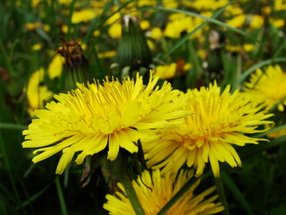 Kwiaty w ogrodzie i na łące © tomo81