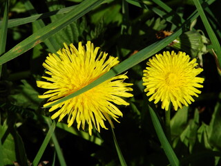 Kwiaty w ogrodzie i na łące © tomo81