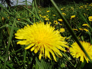 Kwiaty w ogrodzie i na łące © tomo81