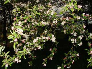 Kwiaty w ogrodzie i na łące © tomo81