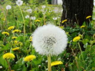 Kwiaty w ogrodzie i na łące © tomo81