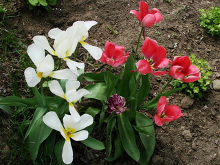 Kwiaty w ogrodzie i na łące © tomo81