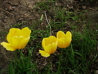 Kwiaty w ogrodzie i na łące © tomo81