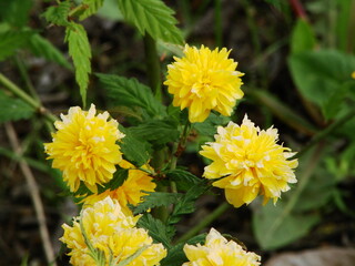 Kwiaty w ogrodzie i na łące © tomo81