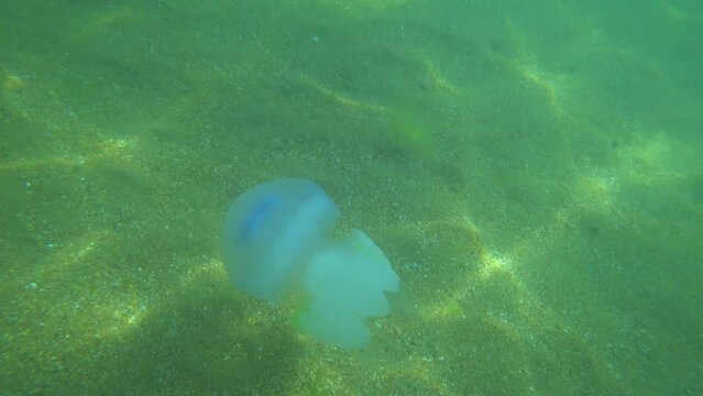 Jellyfish Rootlet in the sea. A large blue jellyfish with a large cap with a dark blue border and tentacles swims in the sea. A marine inhabitant. The most dangerous jellyfish of the Black Sea	