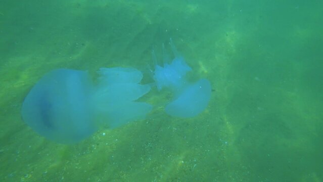 Jellyfish Rootlet in the sea. A large blue jellyfish with a large cap with a dark blue border and tentacles swims in the sea. A marine inhabitant. The most dangerous jellyfish of the Black Sea	