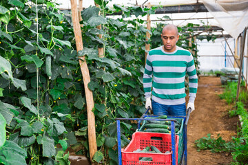 Skilled hispanic man engaged in gardening carrying crate full of fresh organic cucumbers in hothouse