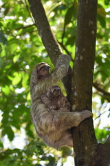 Three-toed sloth climbing tree with baby 