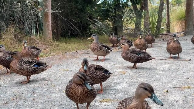 A flock of ducks walks along a path in the woods by the pond. 