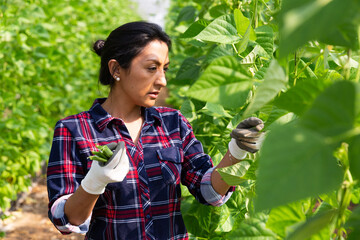 Focused Latina working in farm glasshouse in spring, harvesting ripe bean pods. Growing of...