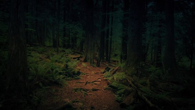 Mysterious Dark Forest With Path Winding Through
