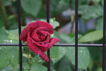 フェンスから顔出す雨に濡れた赤いバラ