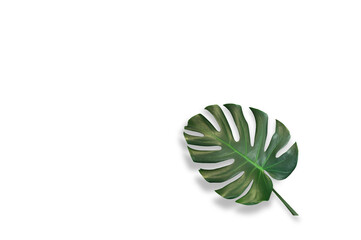 Tropical jungle monstera leaves isolated on white background