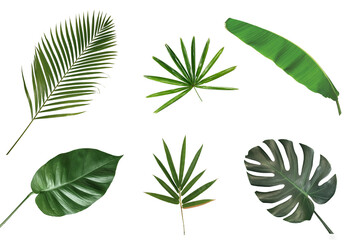Collection of tropical leaves isolated on white background.