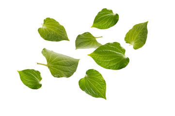Falling wild betel leaves isolated on white background. Tropical exotic foliage