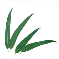 Eucalyptus leaves isolated on white background. Exotic tropical leaves.