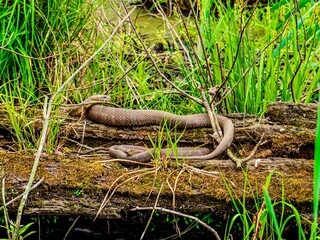 two common water snakes resting on a log