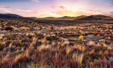 Stunning golden hour colour on the tussock covered arid terrain of the Central Plateau in the...