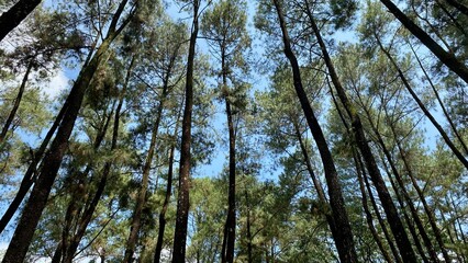 Pine trees with blue sky background.