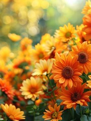 Fototapeta premium yellow chrysanthemum flowers