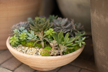 A colorful arrangement of succulents in a decorative bowl outside, low angle, horizontal 
