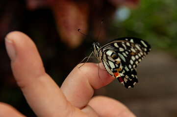 A close-up of a Citrus Swallowtail Butterfly on the fingertips of a person in a greenhouse