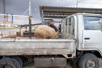 The sheep is being lowered from a van to the ground, with men attempting to restrain it for...