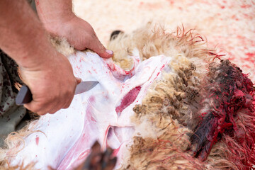 A sheep's neck is being cutted and it is blood is on ground as sacrifice for allah on eid al adha