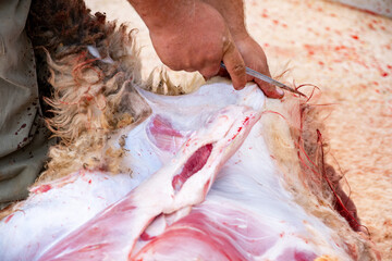 A sheep's neck is being cutted and it is blood is on ground as sacrifice for allah on eid al adha