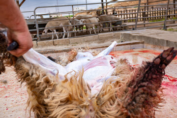 A slaughtered sheep being skinned on the ground in a house on the occasion of the Muslim festival...