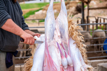 butcher removing skin from sheep while hanged and showng sheep testices after being bare from skin