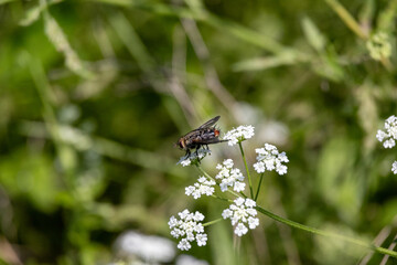 closeup of bee on white flower