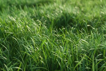 Obraz premium Detailed close-up of lush grassy field. Serene natural landscape scene.