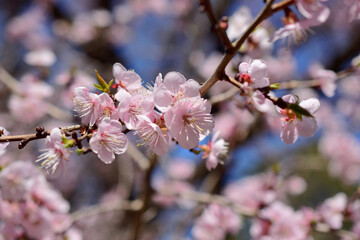Apricot blossom.
