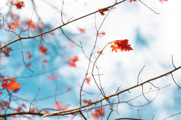 red leaves in the sky