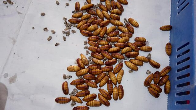 Mysuru, Karnataka, India-April 7 2024; A Collection of Live 'Silkworms Pupae' after seperated from Cocoons to extract raw silk threads in Sericulture farming in India.
