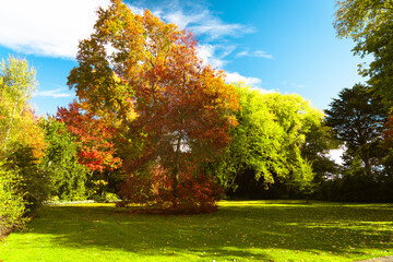 Naklejka premium autumn landscape with trees