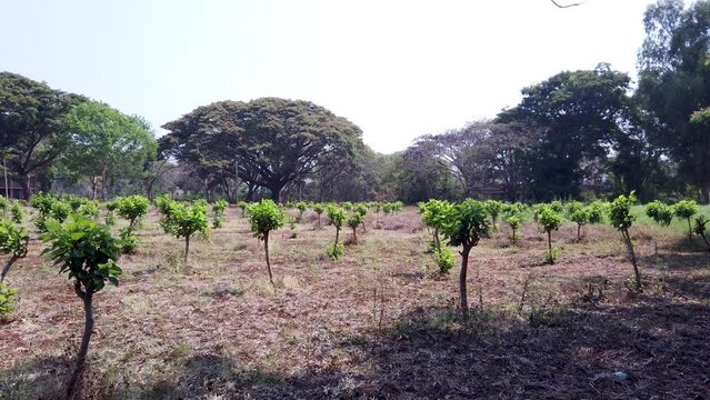 Mysuru, Karnataka, India-April 7 2024; An Over view of Mulberry plant cultivation used as a fodder to Silkworms in Sericulture farming in Karnataka, India.
