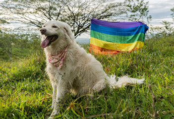 perro al aire libre con su pañuelo y la bandera gay de fondo 