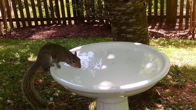 american grey squirrel drinking water in birdbath