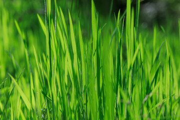A field of green grass with a bright sun shining on it