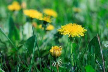 Yellow flowers are in a green field