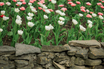 A wall of rocks and a field of white flowers