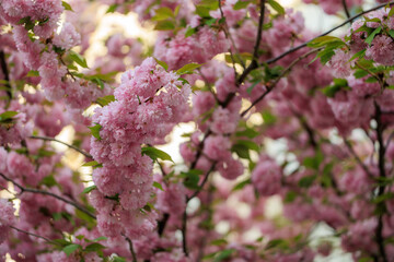 Pink flowers on a tree with a blue sky in the background