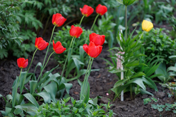 Bunch of red tulips are in a garden with some yellow flowers