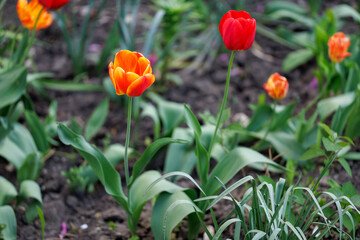 A few red and orange tulips are in a garden