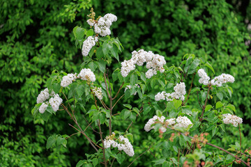 A group of white flowers are growing in a lush green forest